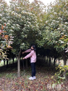 15公分红叶石楠