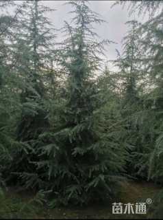 高度400厘米雪松