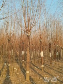 18公分垂柳