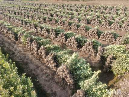 高度50厘米金边黄杨