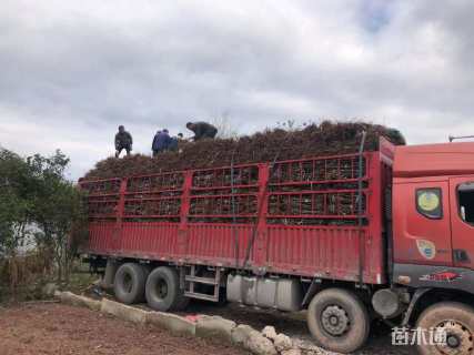 高度60厘米脆红李