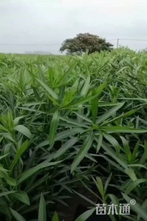 高度120厘米夹竹桃