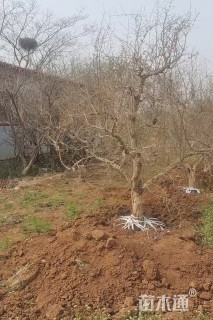 高度2500厘米果石榴