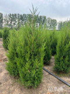 高度200厘米蜀桧