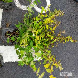 高度40厘米六道木