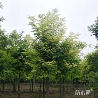 8公分槐树
