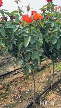 高度100厘米月季