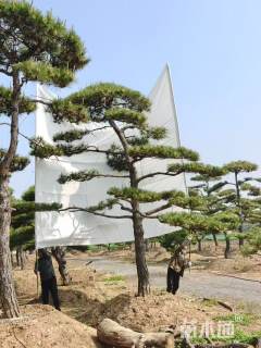精品造型黑松