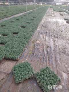 高度10厘米麦冬