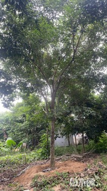 18公分紫花风铃木