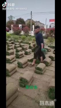 马尼拉草