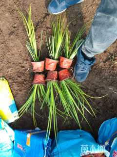 高度19厘米金叶石菖蒲