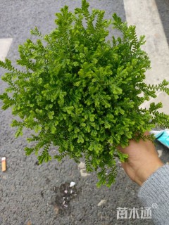 高度15厘米翠云草