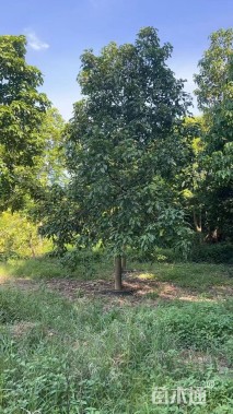 16公分澳洲火焰木