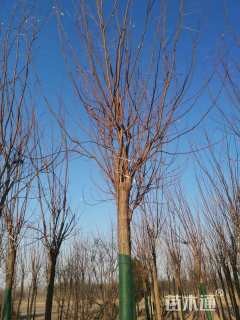 16公分嫁接香花槐