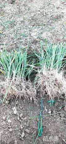 草卷状马尼拉草