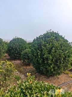 高度150厘米大叶黄杨