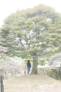 45公分红枫