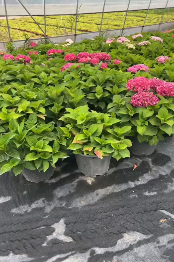 高度45厘米无尽夏绣球