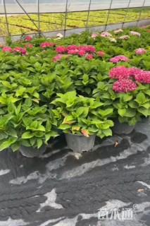 高度45厘米无尽夏绣球
