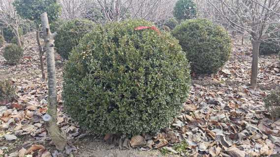 冠幅100厘米瓜子黄杨球