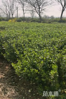 冠幅80厘米卫矛球