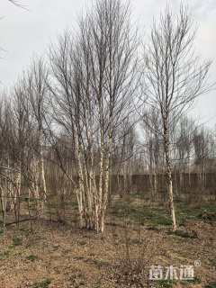 高度700厘米(5杆)丛生白桦