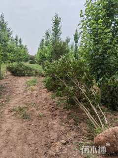 高度500厘米丛生紫薇