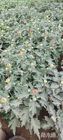 高度35厘米菊花