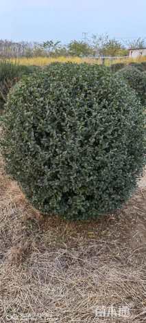 冠幅150厘米水蜡球