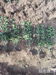 0.5公分大叶冬青