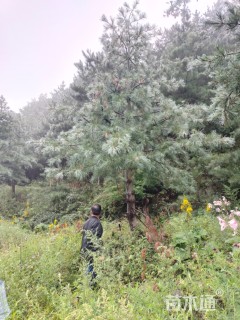 高度600厘米华山松