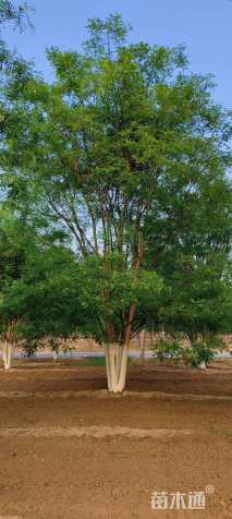 高度800厘米丛生国槐