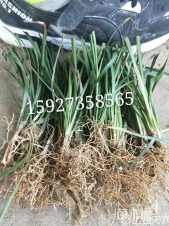 高度15厘米细叶麦冬草