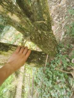 高度3.5厘米豆瓣黄杨