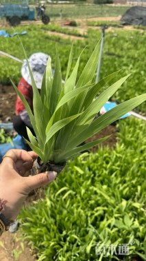 高度15厘米蓝花鸢尾
