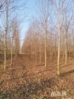 12公分美国红枫