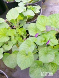 高度20厘米兰花