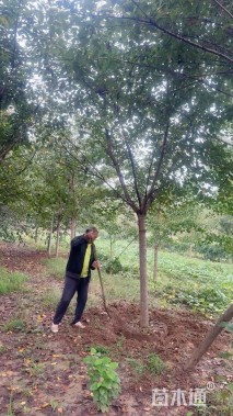 10公分高杆染井吉野樱