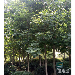 16公分马褂木
