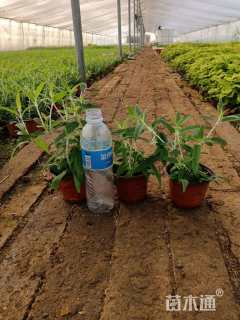 高度30厘米墨西哥鼠尾草