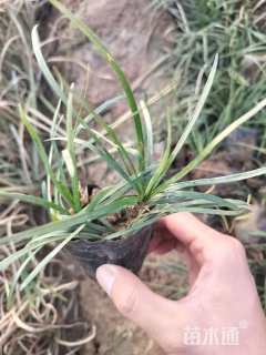 高度20厘米麦冬