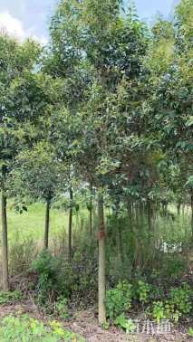 12公分大叶女贞