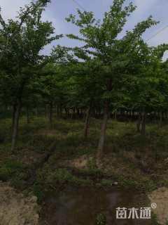 18公分朴树