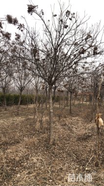 10公分暴马丁香