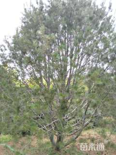 高度600厘米白皮松