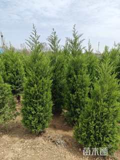 高度200厘米塔柏