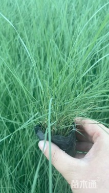 高度20厘米粉黛乱子草