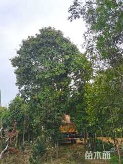 30公分金丝楠木