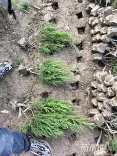 高度30厘米蜀桧